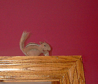 chipmunkcopy.jpg